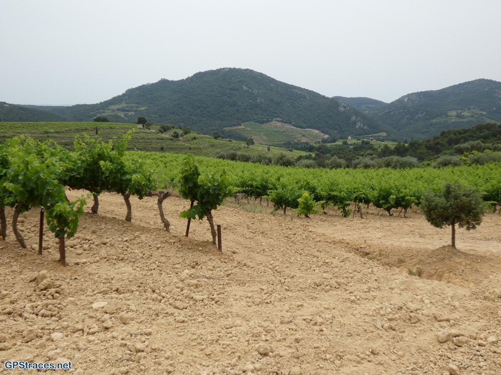 Vaucluse-Suzette - Lafare–2