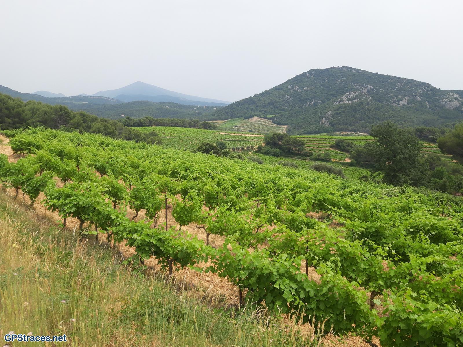 Vaucluse-Suzette - Lafare–3