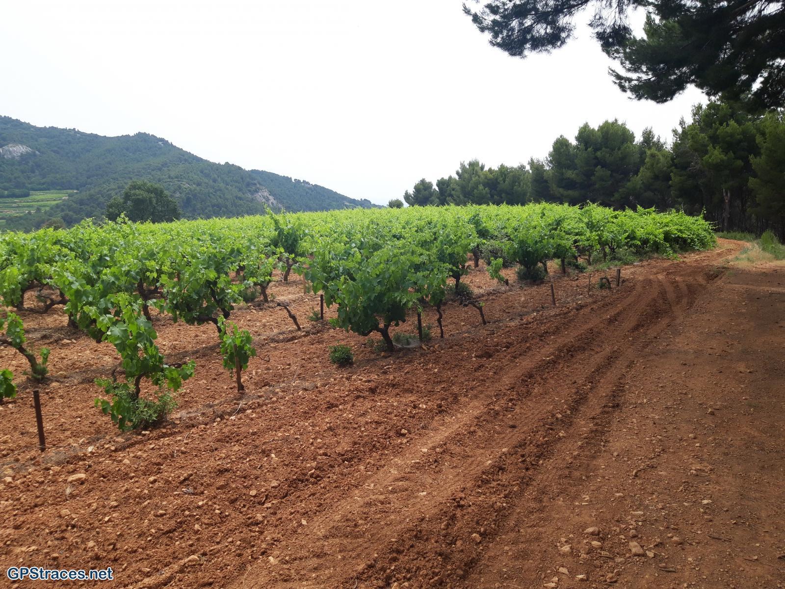 Vaucluse-Suzette - Lafare–4