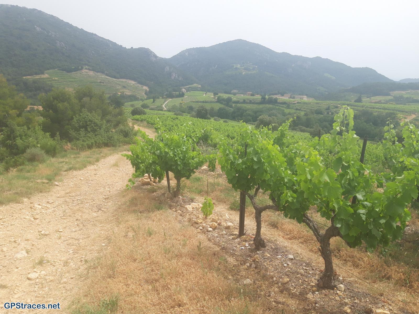Vaucluse-Suzette - Lafare–7