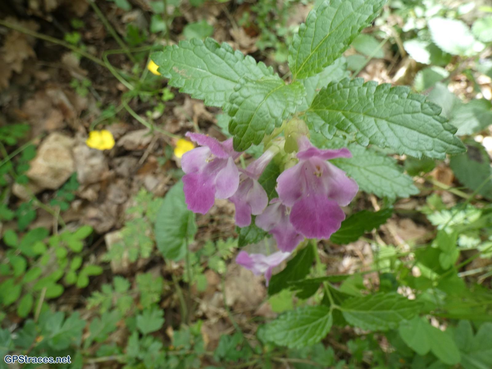 Vaucluse-Des Trois Termes à Sénanque par le vallon de la Grande Combe–3