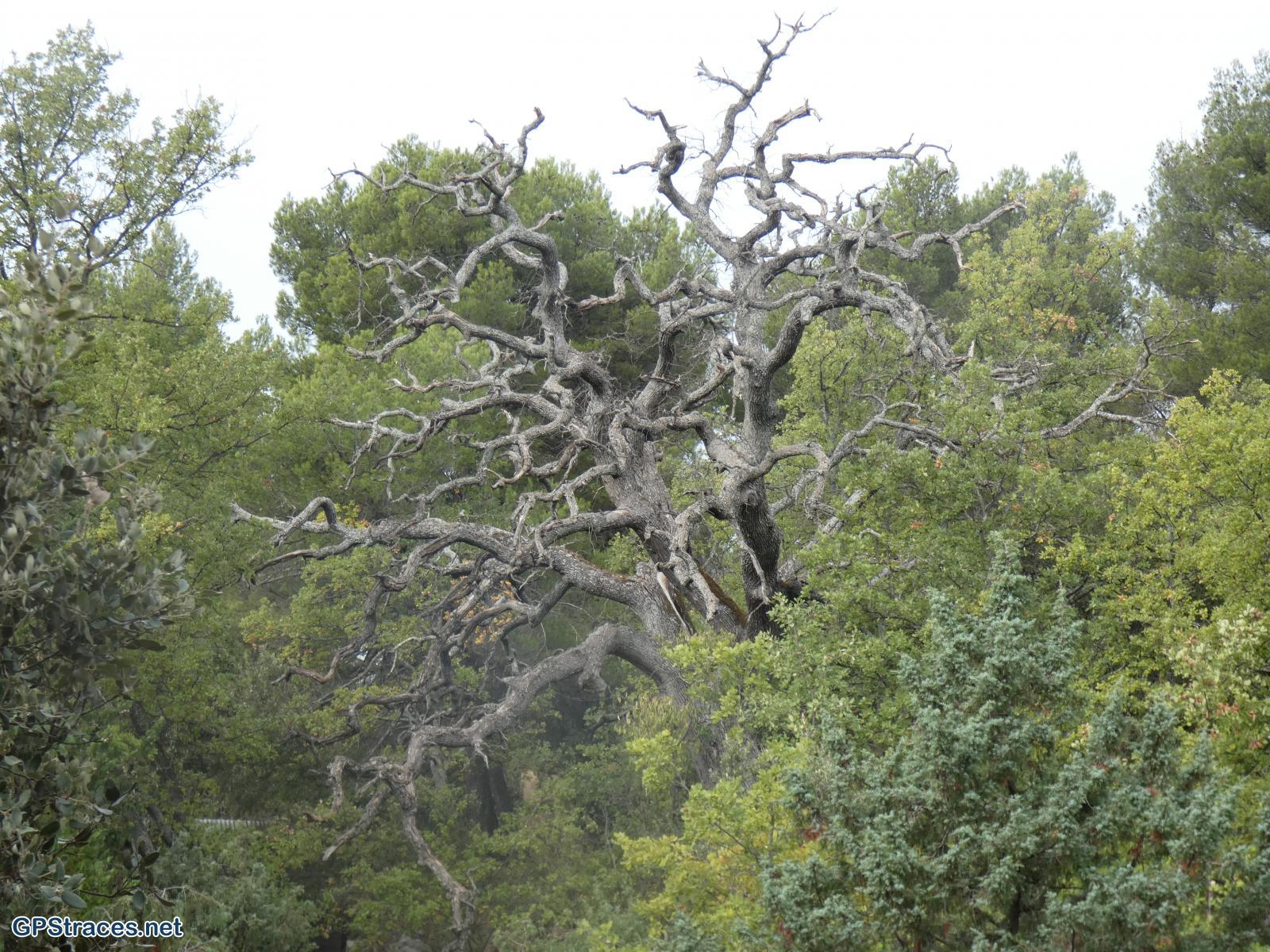 Vaucluse-Venasque - Pérégrine - Camp Long–7