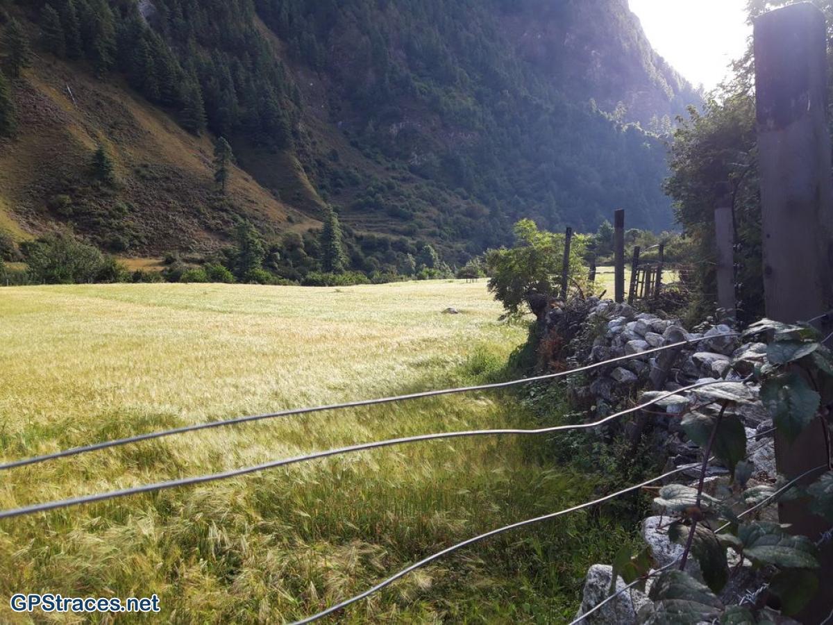 L'un des dernier champ de céréales