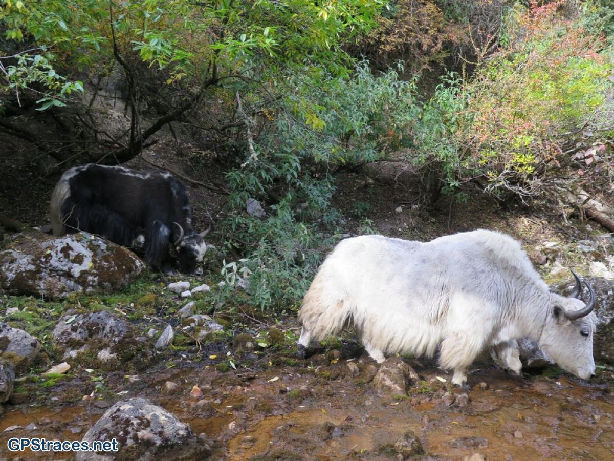 Nous croisons un troupeau de yaks