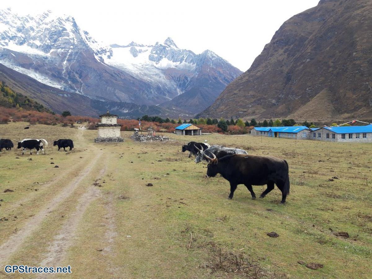La vallée de Samagaon, ses yaks et son école