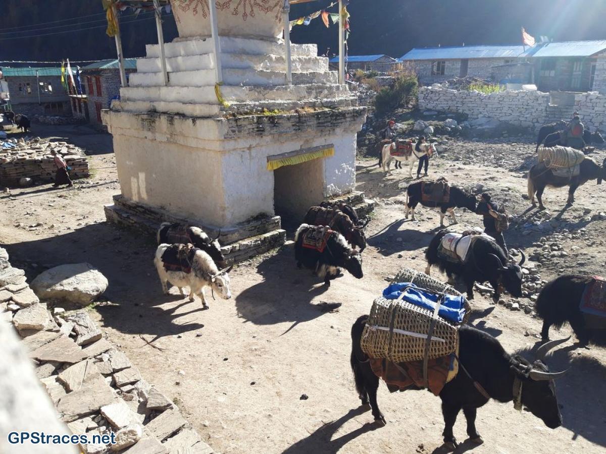 Convoi de Yaks à Samagaon
