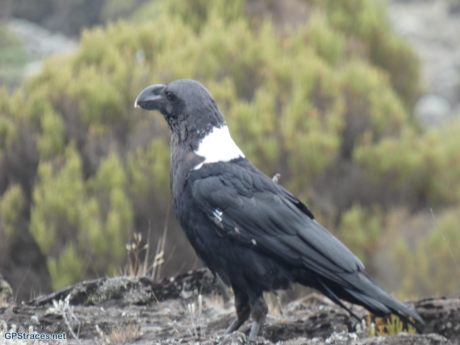 Un corbeau à collier